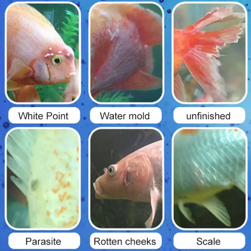 SIKEZHAN Fish Disease Treatmen - Water Soluble Stabilizer recension och pris